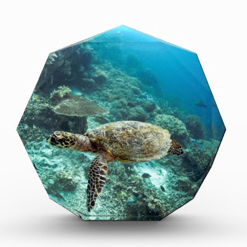 Hawksbill sea turtle underwater Raja Ampat islands Acrylic Award