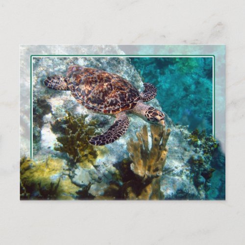 Hawksbill Sea Turtle US Virgin Islands Postcard