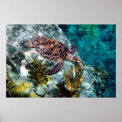 Hawksbill Sea Turtle US Virgin Islands Poster