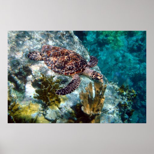 Sea Turtle Posters, Sea Turtle Prints, Art Prints, & Poster Designs ...