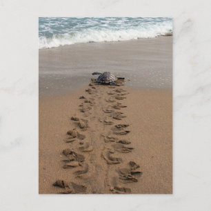 Hawksbill Turtle Trek postcard
