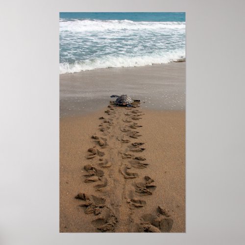 Hawksbill Turtle Trek print