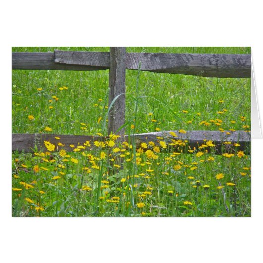 Hawkweed at Split Rail Fence Matching Items Cards (Front Horizontal)
