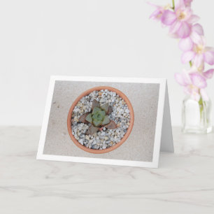 Haworthia cooperi, Succulent Plant Card