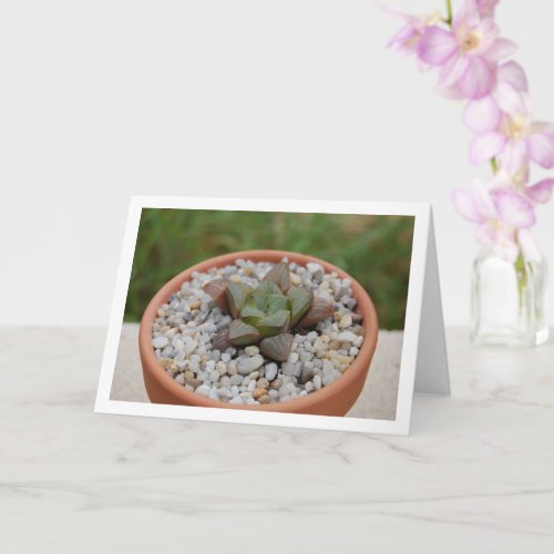 Haworthia cooperi Succulent Plant Card