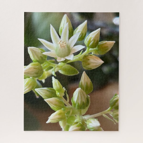Haworth's Aeonium Flowers Close-Up Photograph