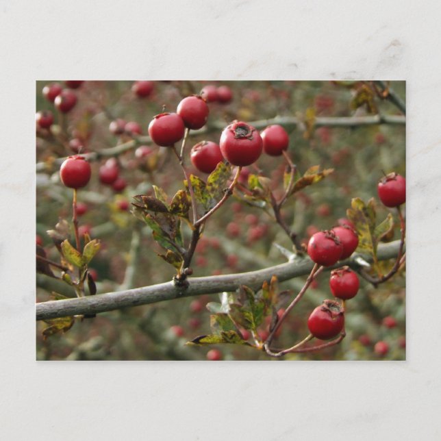 Hawthorn Berries Postcard (Front)