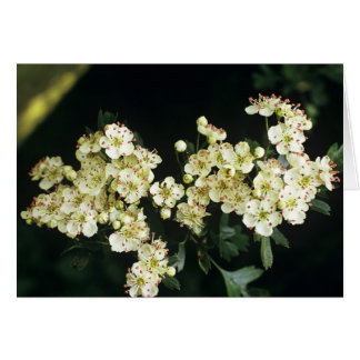 Hawthorn Blossom Cards