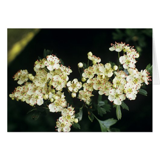 Hawthorn Blossom Cards (Front Horizontal)