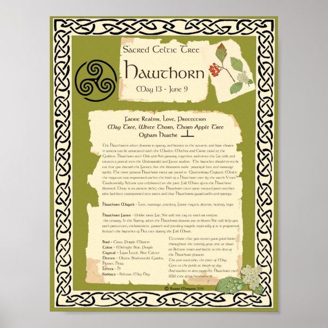 HAWTHORN CELTIC SACRED TREE POSTER (Front)