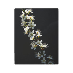 Hawthorn Flowers 11x14 (27.5x35cm) wamecnm Metal Print