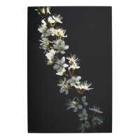 Hawthorn Flowers 20x30 (50x75cm) wamecna