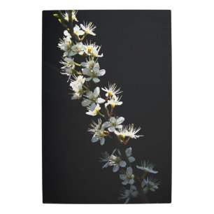 Hawthorn Flowers 20x30 (50x75cm) wamecna Metal Print
