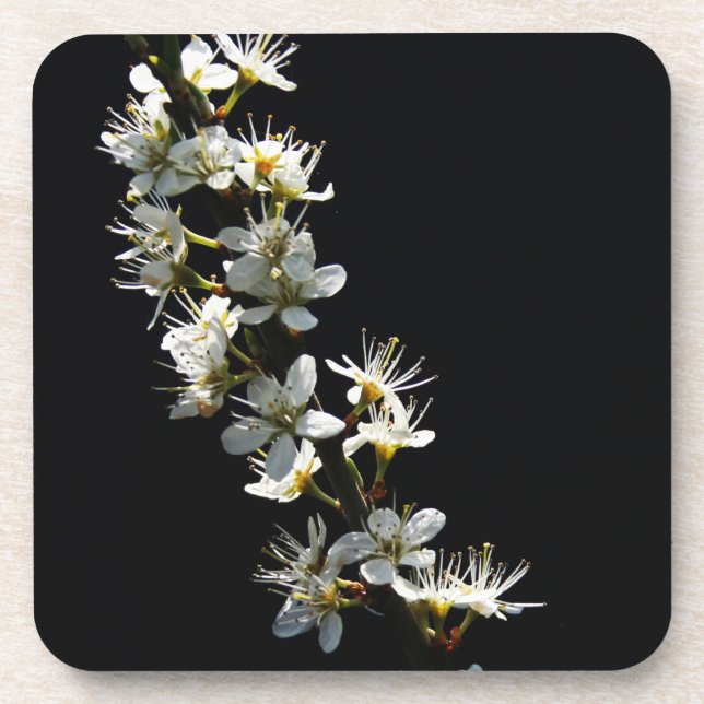 Hawthorn Flowers coastercna Beverage Coaster (Front)