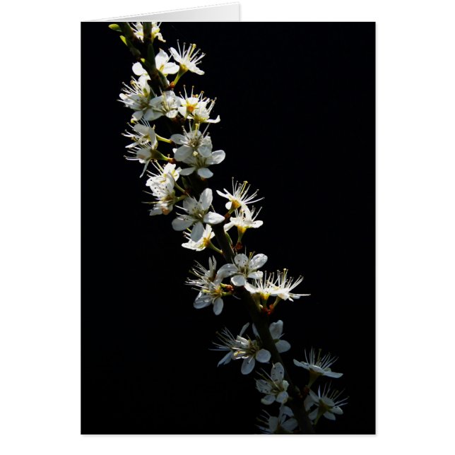 Hawthorn Flowers gccna Cards (Front)