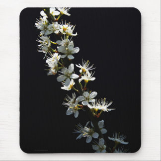 Hawthorn Flowers mpcna Mouse Pad