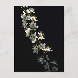 Hawthorn Flowers pccna Postcard
