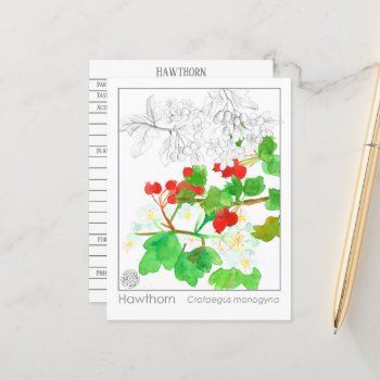 Hawthorn Materia Medica Monograph Herbal Study  Postcard by CountryGarden at Zazzle