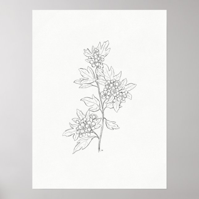 Hawthorn Sketch Art Print (Front)