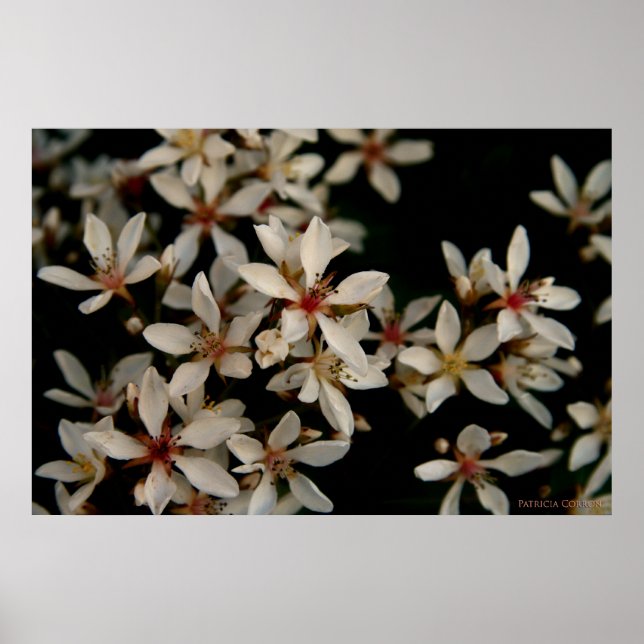 Hawthorne Poster (Front)