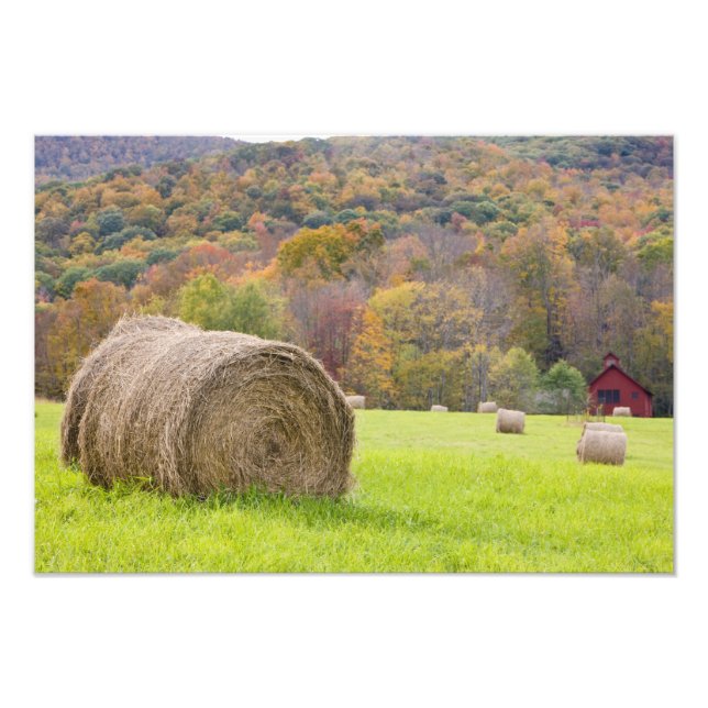 Hay bales and fall foliage on farm, photo print (Front)