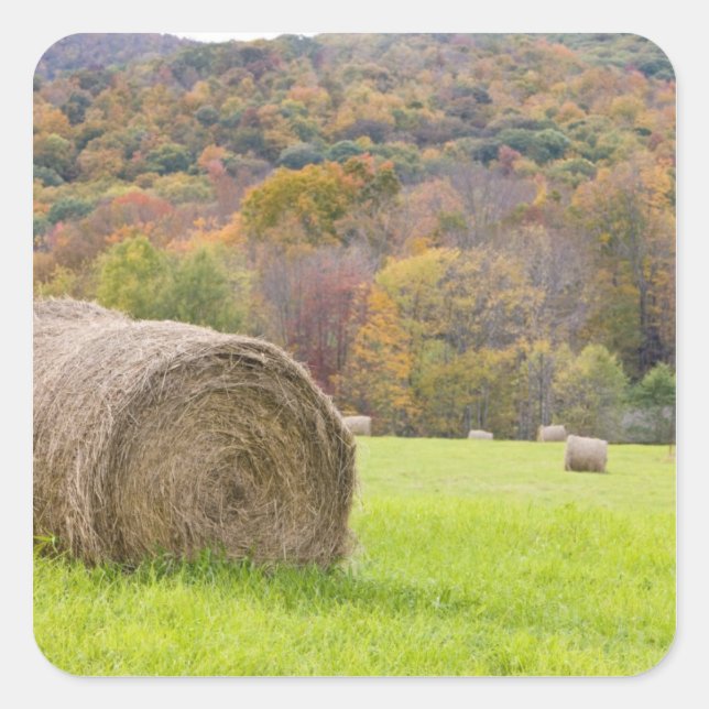 Hay bales and fall foliage on farm, square sticker (Front)