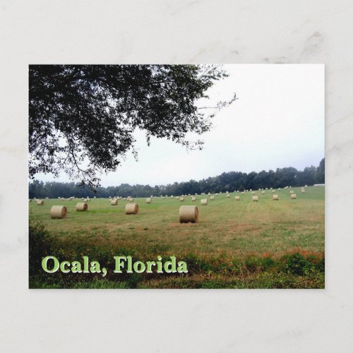 Hay Bales of Ocala Florida green meadow postcard