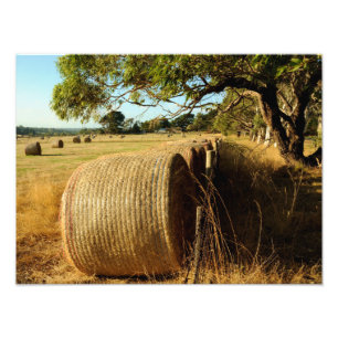 Hay bales on farm land photo print