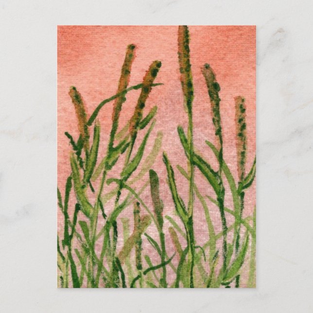 "Hay Someday" Country Roads Postcard (Front)