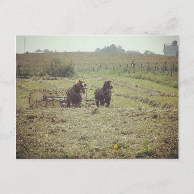 Haying Time in Kalona, Iowa Postcard (Front)