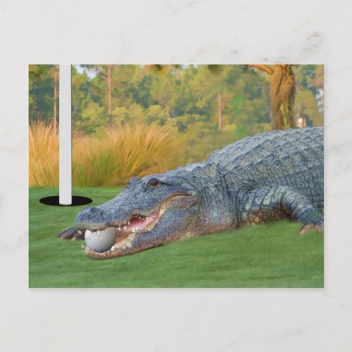 Hazardous Lie Golfing Alligator Postcard