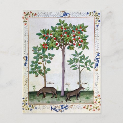 Hazelnut Bush  and Cherry tree Postcard