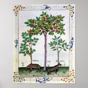Hazelnut Bush and Cherry tree Poster