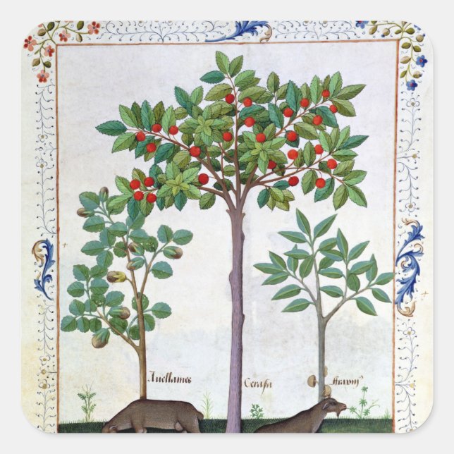 Hazelnut Bush  and Cherry tree Square Sticker (Front)