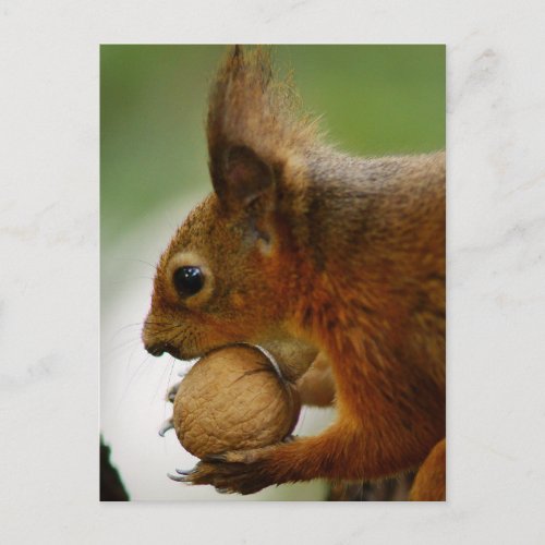 Hazelnuts Are Easier Postcard