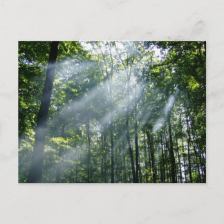 Hazy Tranquility Postcard