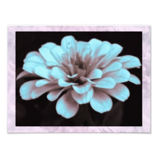 Hazy Zinnia in Subtle Blue Photo Print