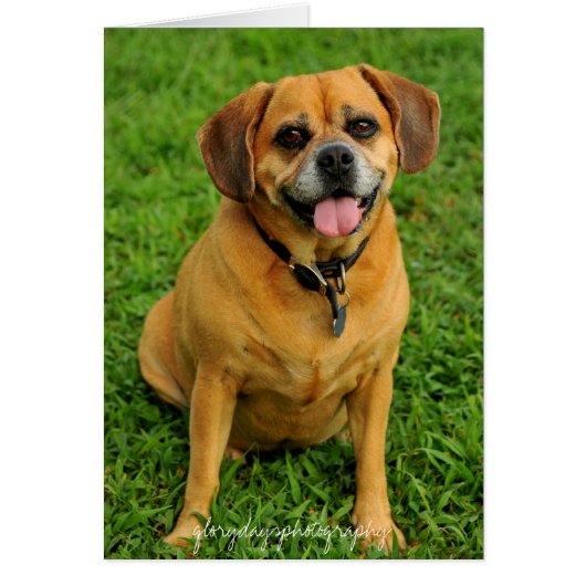 HCD_3984e, glorydaysphotography (Front)