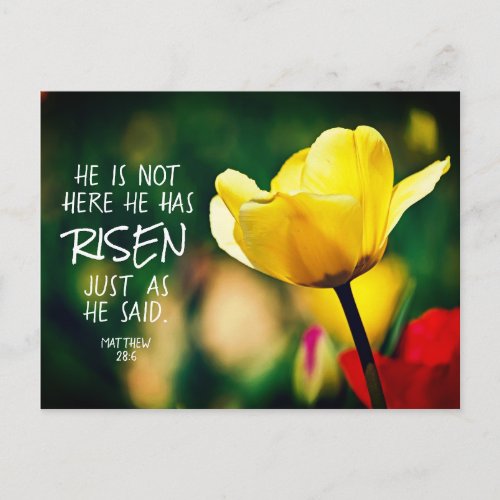 He has RISEN Bible Verse Tulips Easter Postcard