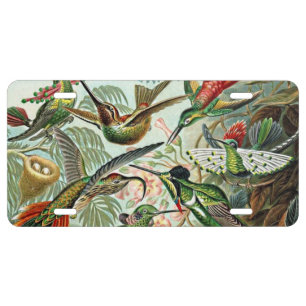 Heackel Nature Art Bird Design Hummingbirds License Plate