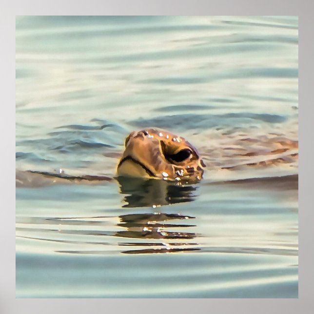 Head Above Water Turtle Ocean Wildlife Art Poster (Front)