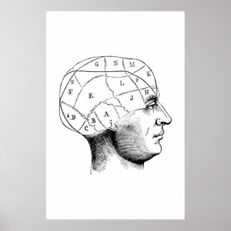 Head Anatomy Illustration Poster