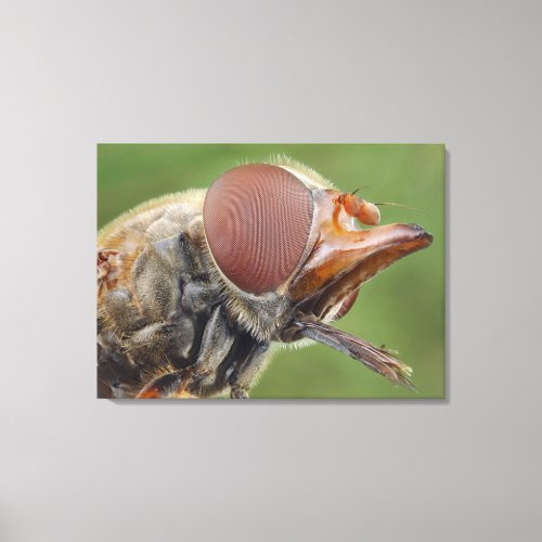 Head and Compound Eye of a Hover Fly 2 Canvas Print