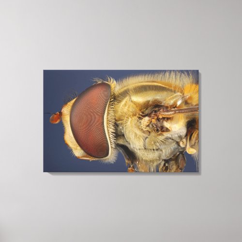 Head and Compound Eye of a Hover Fly Canvas Print