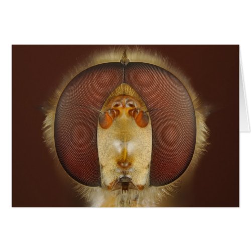 Head and Compound Eyes of a Hover Fly