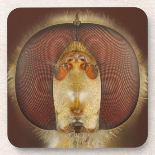 Head and Compound Eyes of a Hover Fly Beverage Coaster