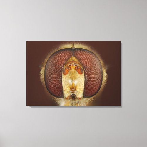 Head and Compound Eyes of a Hover Fly Canvas Print