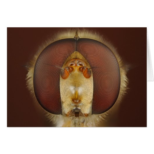 Head and Compound Eyes of a Hover Fly Cards (Front Horizontal)
