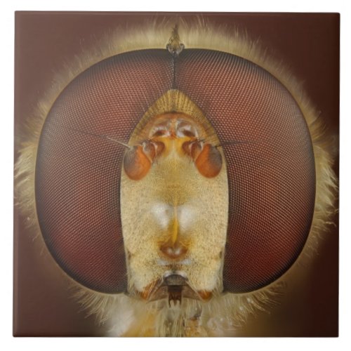 Head and Compound Eyes of a Hover Fly Ceramic Tile