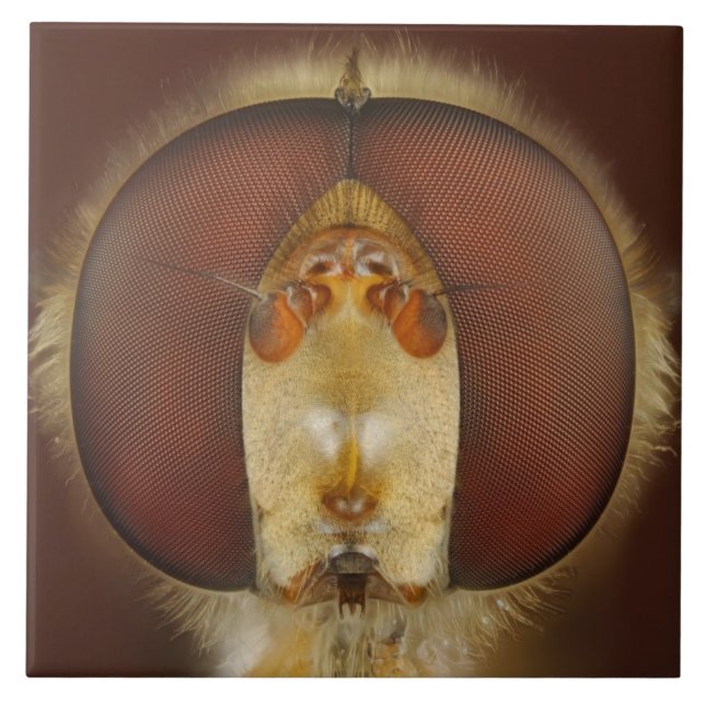 Head and Compound Eyes of a Hover Fly Ceramic Tile (Front)